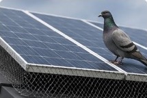 Pigeon on solar panels with bird proofing mesh