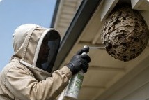 Technician in protective suit removing a wasp nest